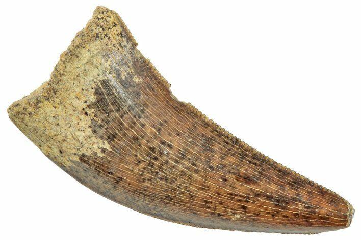 Serrated, Tyrannosaur (Nanotyrannus?) Tooth - Montana #245917